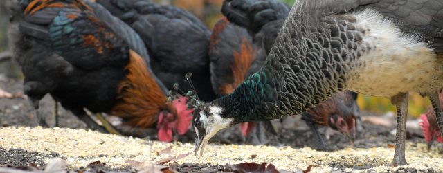 Peacock Peahen with two Black Copper Maran Pullets eating